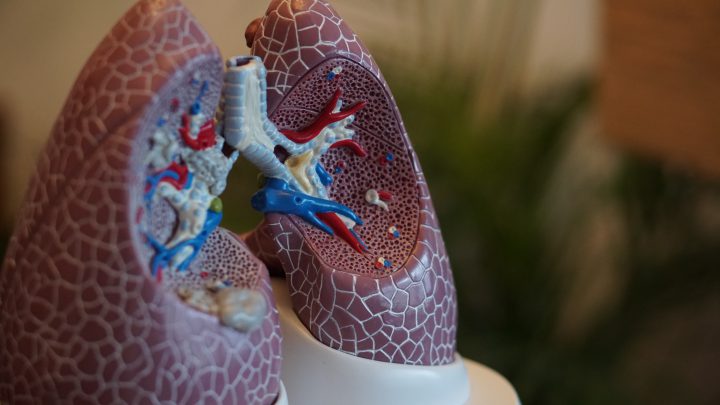 model płuc